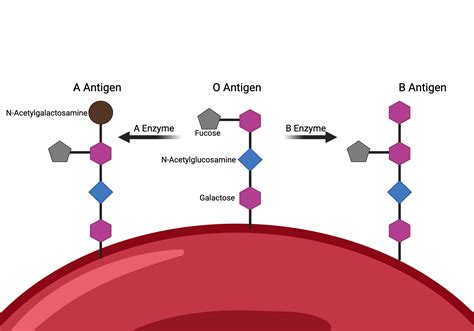 ABO Blood Groups | BioRender Science Templates