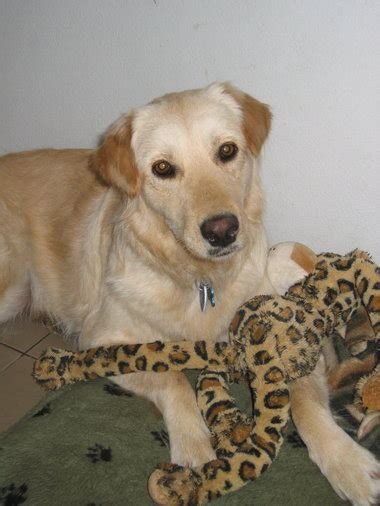 Pet talk: Foster care for dogs aids the transition - oregonlive.com