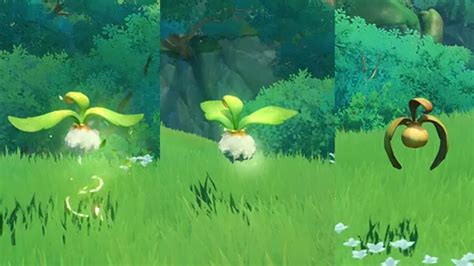 Genshin Impact: ¿Qué son Tri-Yan Seeds en Sumeru? - 4pmtech (Spain)