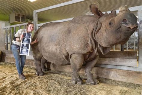Download Mighty African Rhino in its Natural Habitat | Wallpapers.com