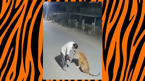 Viral Pench Tiger Video Is AI-Generated, Not Real CCTV Footage | t2ONLINE