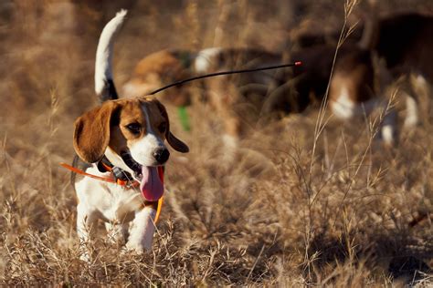 What Do Beagles Hunt