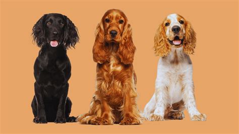 Cocker Spaniel Dog Lifespan at Randy Stambaugh blog