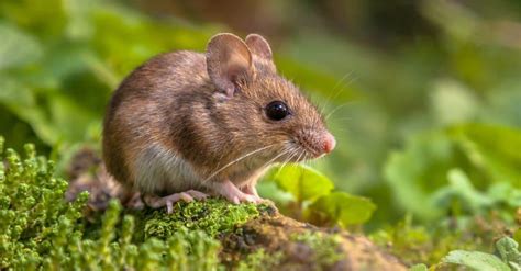 Image result for Mouse Facts