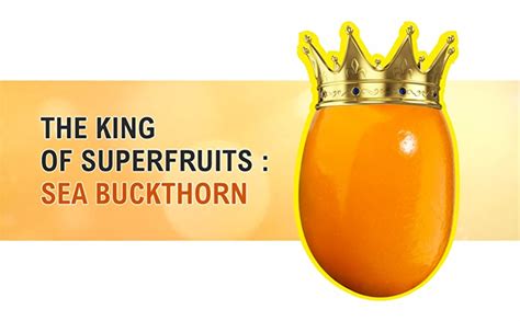 Bhumija Lifesciences Berry Extract Sea Buckthorn Capsules Antioxidant ...