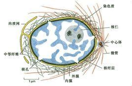 细胞核的结构包括哪些?细胞核的功能是什么?_百度知道