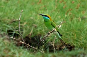 Biodiversity, Ecology, Energy, Landscape Dynamics & Hydrology of ...