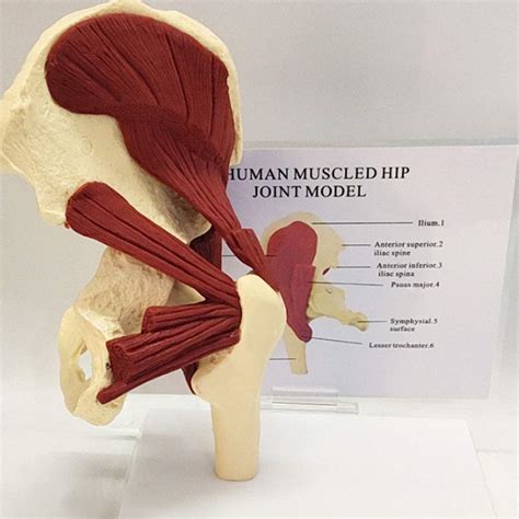 Buy Human Anatomical Model Human Muscled Hip Joint Modelpelvis with ...