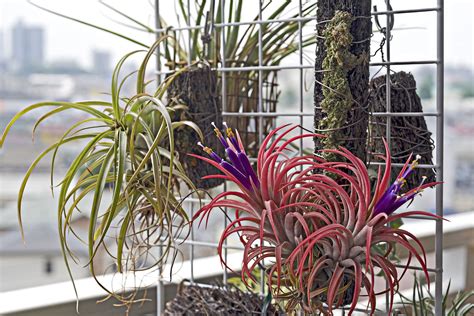 25 Air Plant Types To Grow Indoors