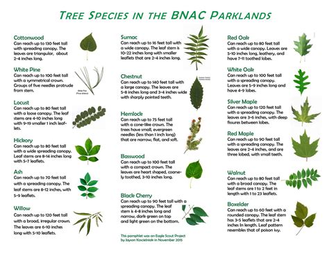 Image result for Tree Identification Chart