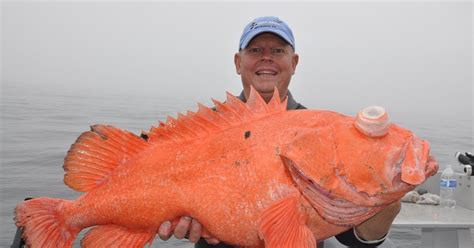 longest 的图像结果