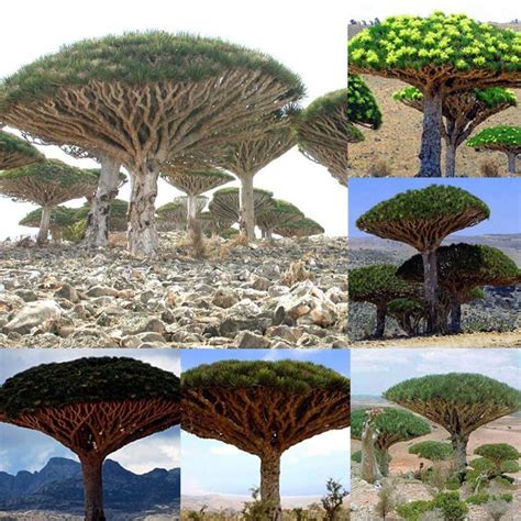 Onbio 10pcs Rare Dragon Blood Tree Seeds Bonsai Planting Home Garden ...