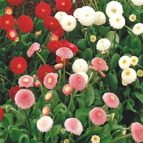 JRYU Daisy Yellow Flower Seed Price in India - Buy JRYU Daisy Yellow ...
