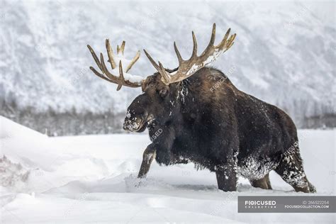 Scenic view of big bull moose standing in winter snow — habitat, wild ...