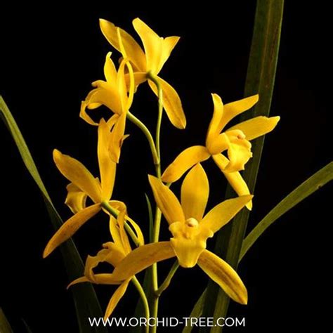 Buy Cymbidium Orchids Online India | Cymbidium Orchid Plants | Orchid ...