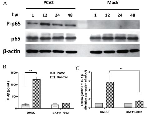 Porcine Circovirus Type 2 Induces Single Immunoglobulin Interleukin-1 ...