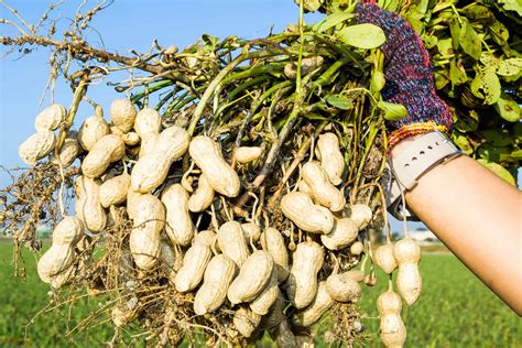 Growing Peanuts In Maryland at Jamie Gibb blog