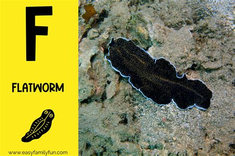 215 Captivating Animals That Begin With F - Easy Family Fun- Print-and ...