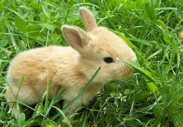 Image result for Free Cute Baby Bunny Clip Art