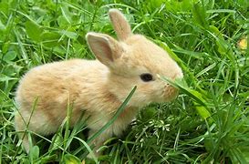 Image result for Cute White Baby Bunny Rabbit Side View