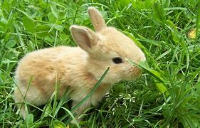 Image result for Super Cute Baby Bunny Funny