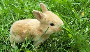 Image result for Cute Baby Bunny Funny