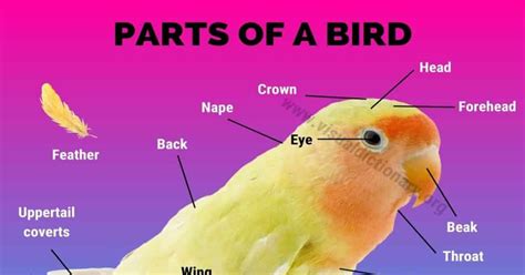 Image result for Example of Functional Modelling