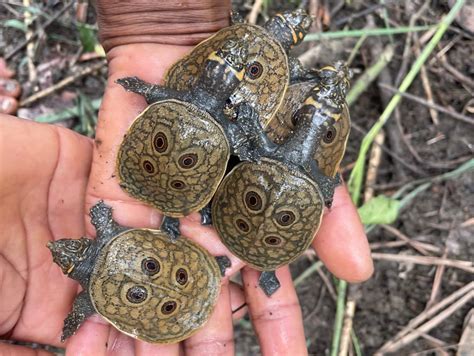 Rezultat imagine pentru Turtle without Shell