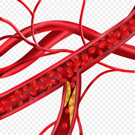 Blood Vessel Clip Art