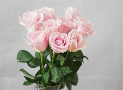 26种常见玫瑰花品种,月季品种4种,衬裙玫瑰(第3页)_大山谷图库