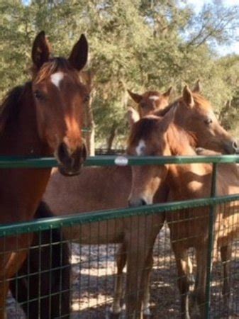 Farm Tours of Ocala - 2021 What to Know Before You Go (with Photos ...