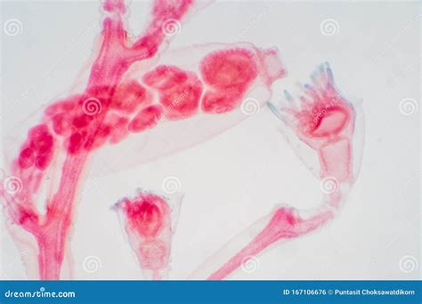 Obelia is a Genus of Hydrozoa, a Class of Mainly Marine and Some Freshwater Animal Species that ...