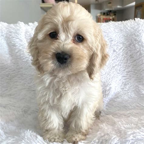 Image result for Cockapoo Puppy