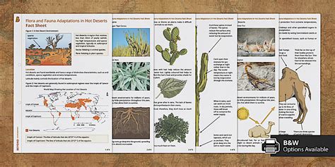 AQA Flora and Fauna Adaptations in Hot Deserts Fact Sheet