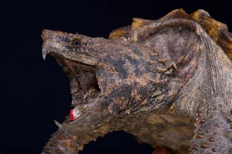 Image result for Large Alligator Snapping Turtle