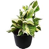 Buy Leafytales Indoor Crassula Good Luck Button Jade Plant with Plastic ...
