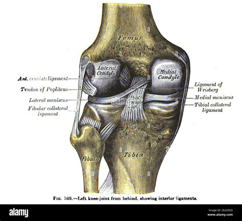 Medical skeleton 19th century hi-res stock photography and images - Alamy