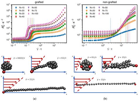 Hydrodynamic Shear Effects on Grafted and Non-Grafted Collapsed Polymers