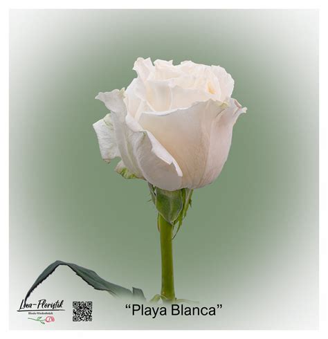 Ecuador Rose Playa Blanca (10 Stück) - Liza-Floristik
