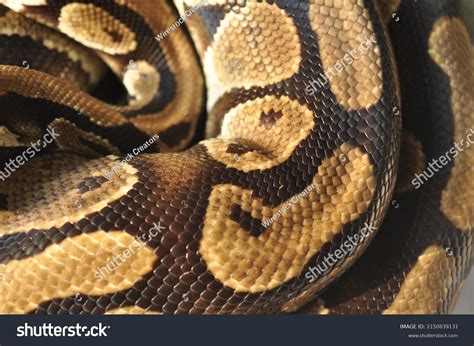 Image result for Royal Python Skin Background