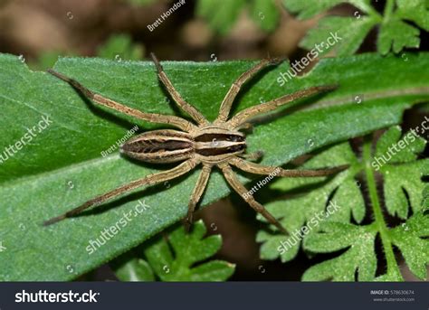 Texas Wolf Spider Rabid Wolf Spider Stock Photo 578630674 | Shutterstock