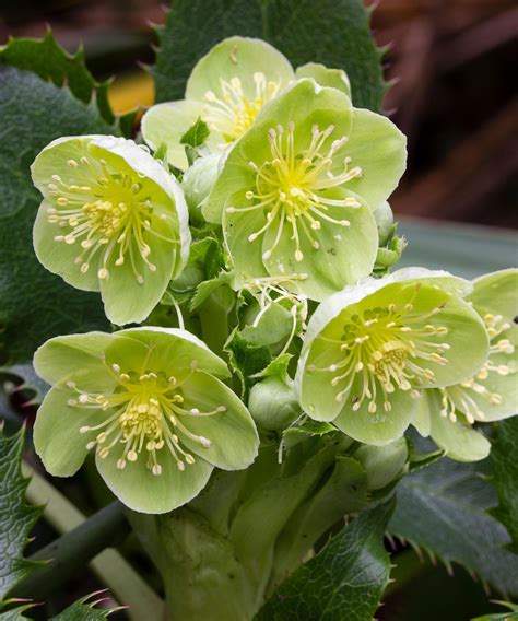 Hellebores care and growing guide: tips for these plants | Homes and ...