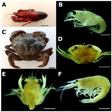 Crustaceans (Malacostraca and Thecostraca) from the International Minho ...