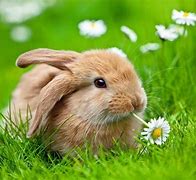 Image result for Cute Bunny Rabbits Black