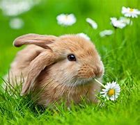 Image result for Cute Fluffy Baby Bunnies Palm Size