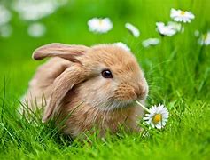 Image result for Spring Bunnies Desktop