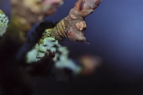 Image result for Random Snaps.com