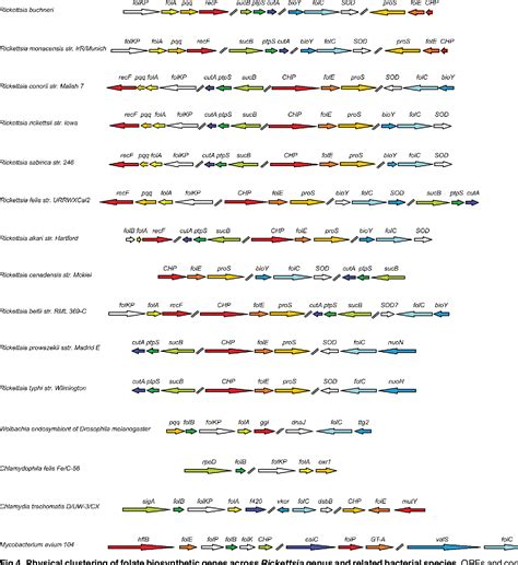 Image result for Folate Function