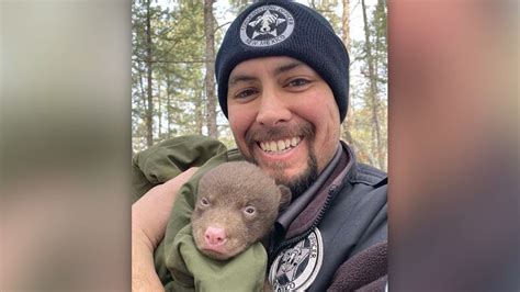 Wildlife agency seeks ‘professional bear huggers’