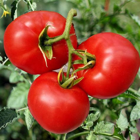 ZM Tomato Seeds/Naatu Thakkali Vithai - 100 Seeds + 500g Compose ...
